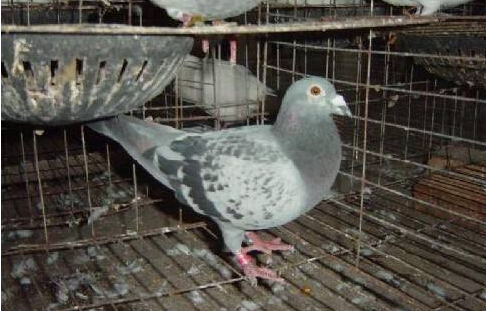鸽子养殖加盟-鸽子养殖利润及前景