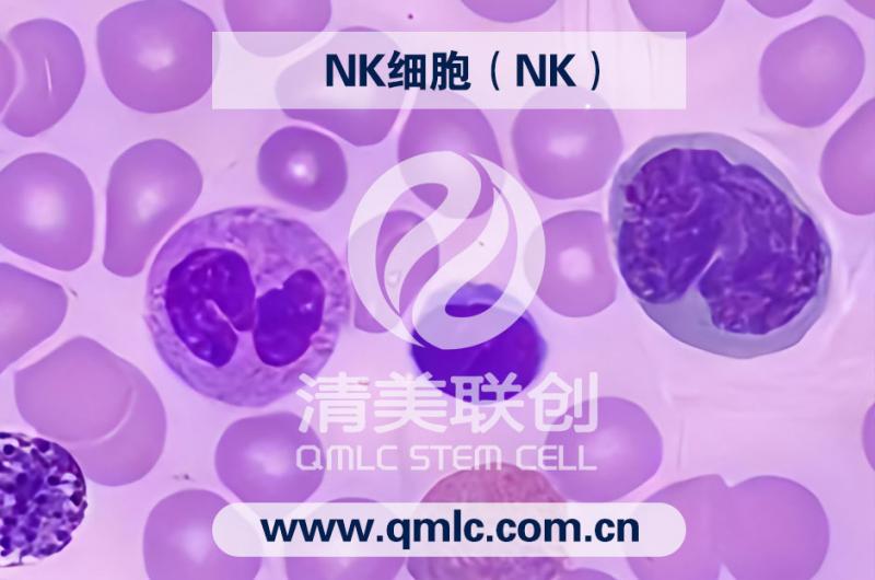 67種干細胞代工加盟 NK細胞（清美聯創干細胞代工）